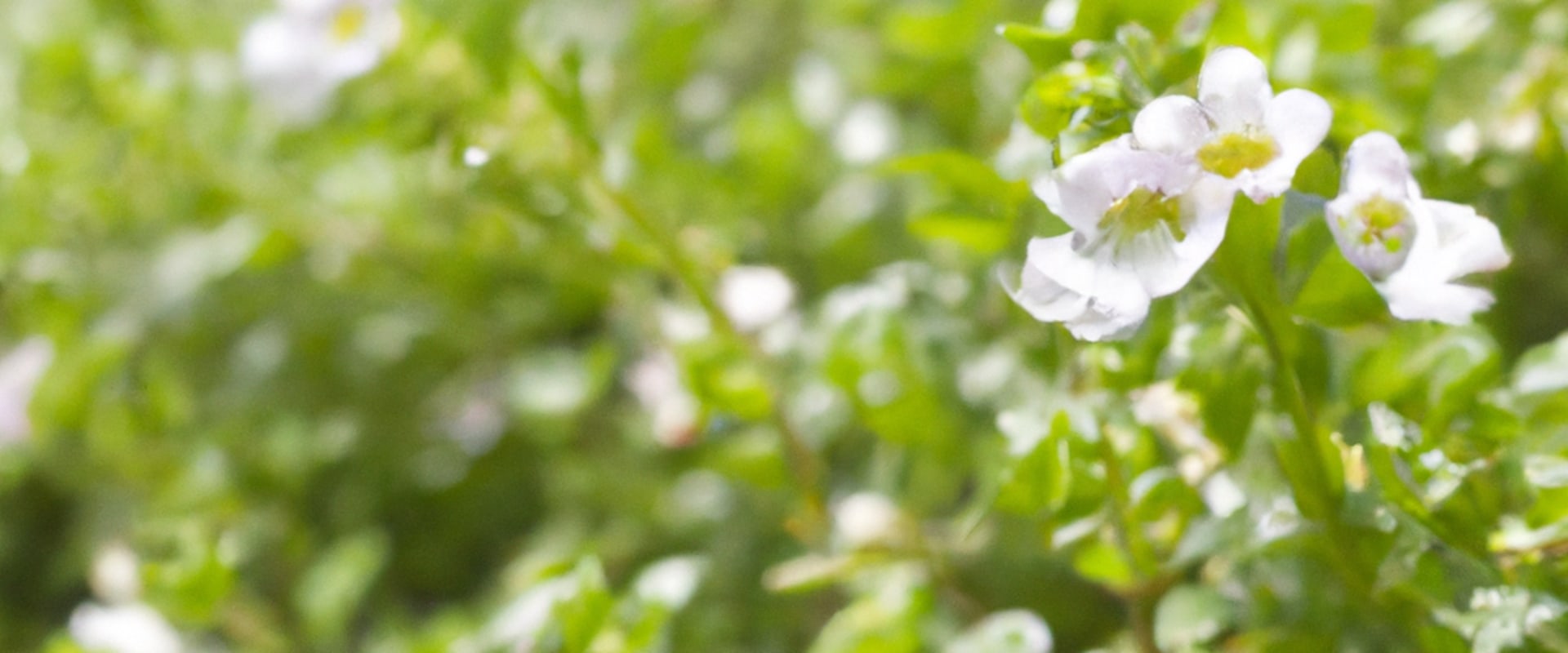 Exploring Bacopa Monnieri: Benefits, Risks, and Daily Use