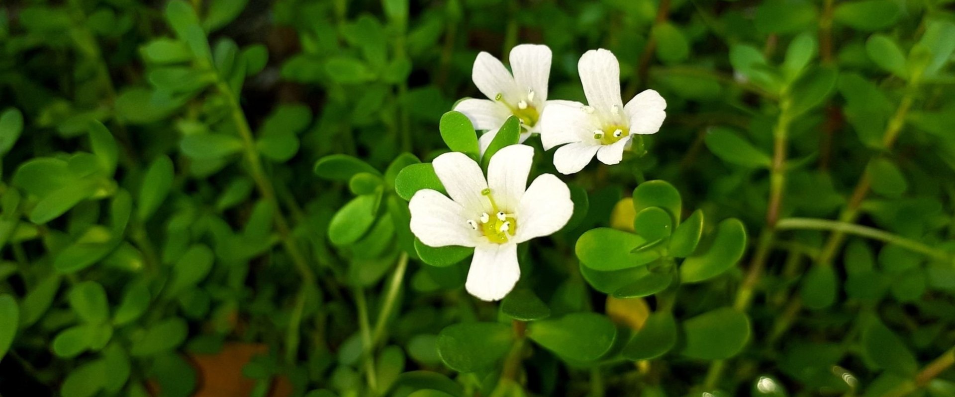 The Power of Bacopa: Unlocking Its Potential Benefits and Risks