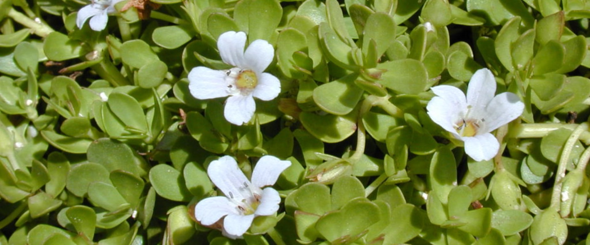 The Power of Bacopa: Enhancing Dopamine Levels and Memory Function