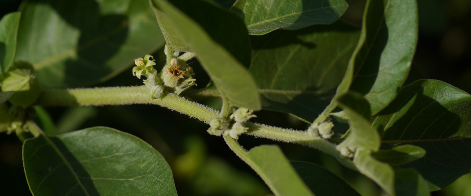 The Power of Brahmi and Ashwagandha: A Comprehensive Guide to Bacopa Benefits