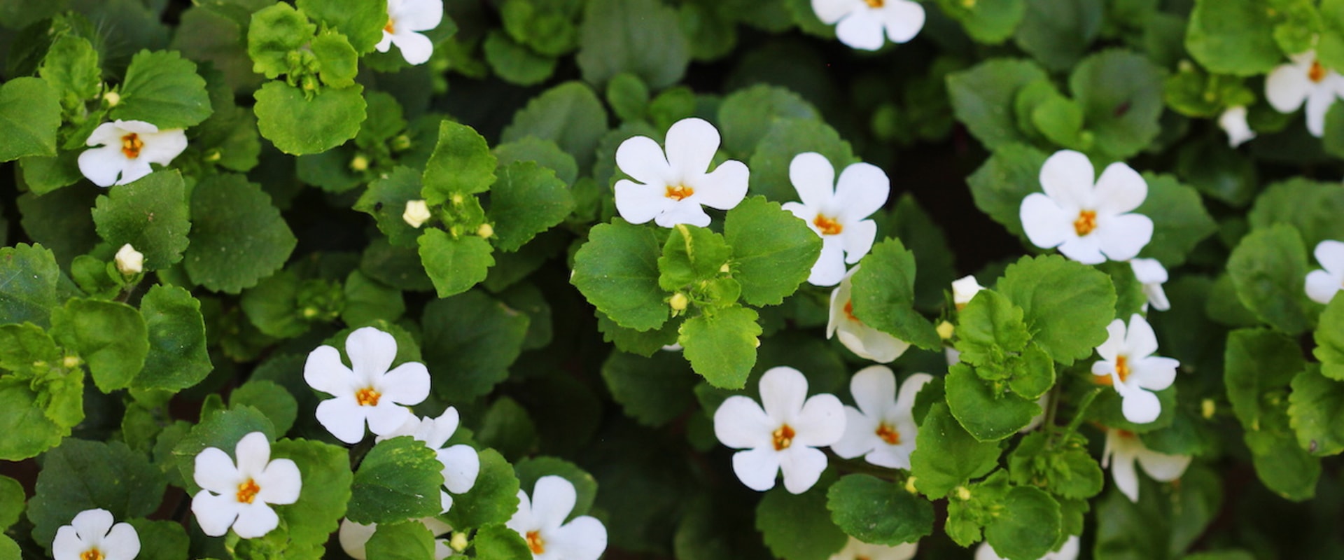 Understanding Bacopa: Potential Interactions and What You Need to Know
