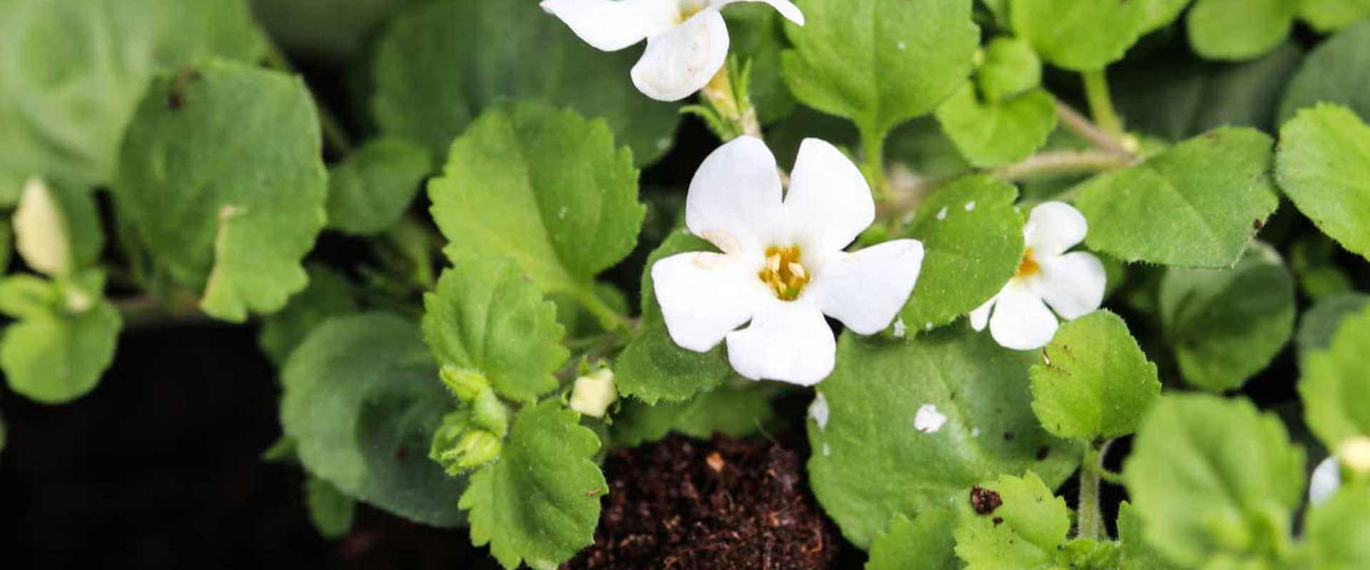 The Truth About Bacopa: Unveiling Its Impact on Sleep and Overall Health