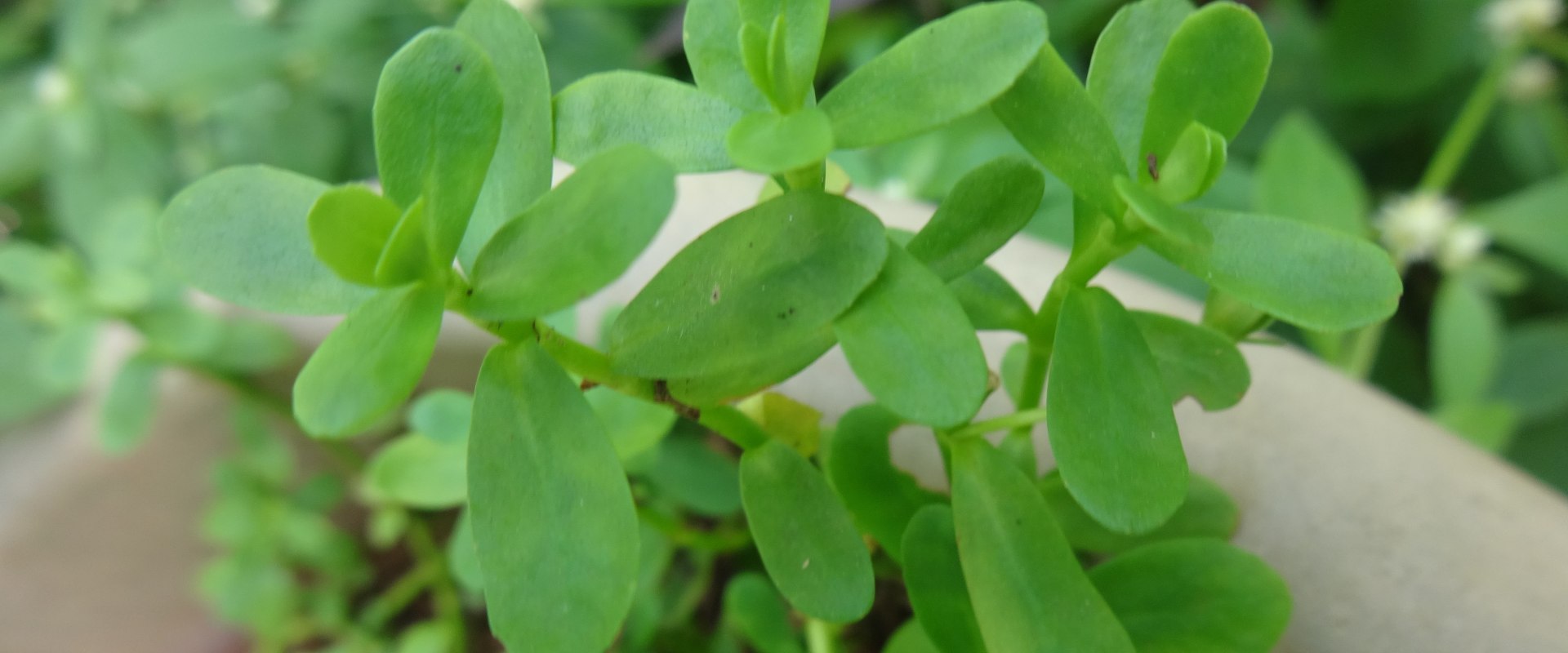 Unlocking the Healing Power of Bacopa: A Comprehensive Look at Its Cardiovascular Benefits
