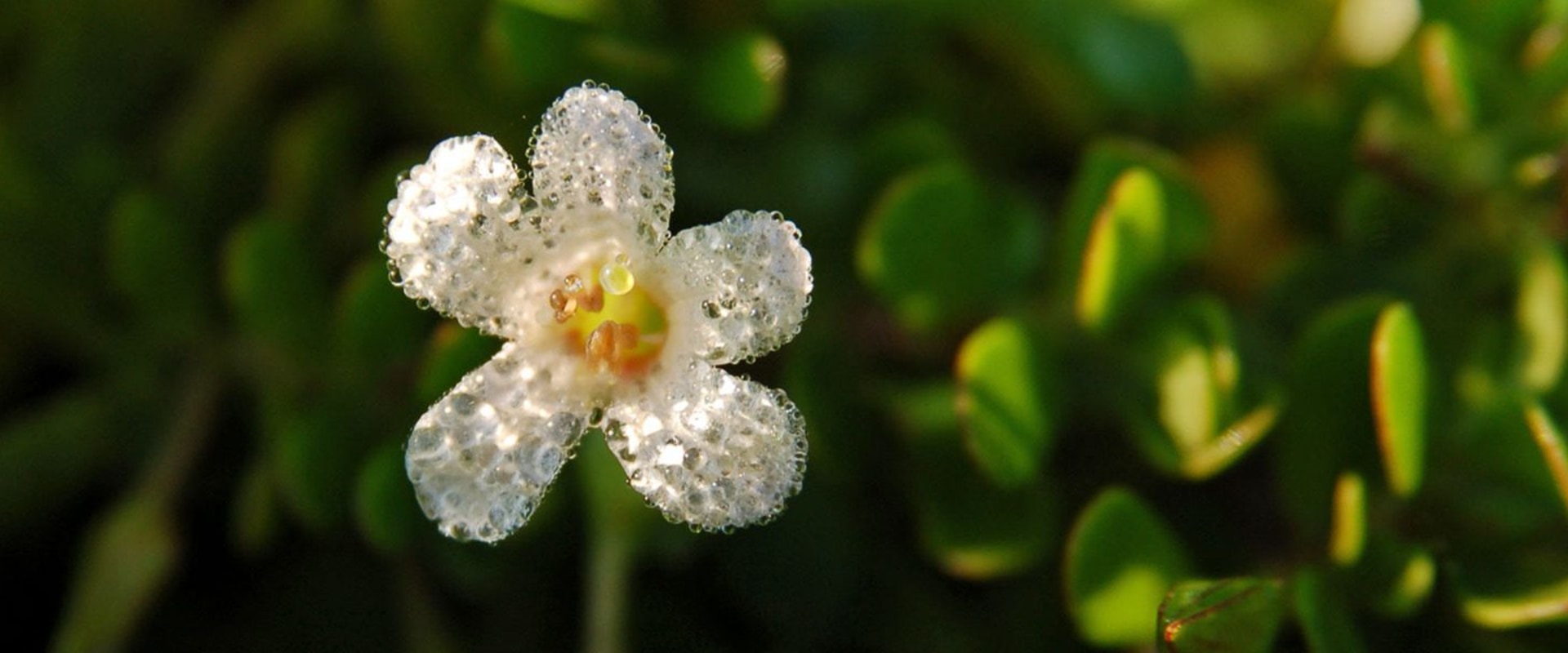The Optimal Timing for Taking Bacopa Monnieri: A Comprehensive Guide