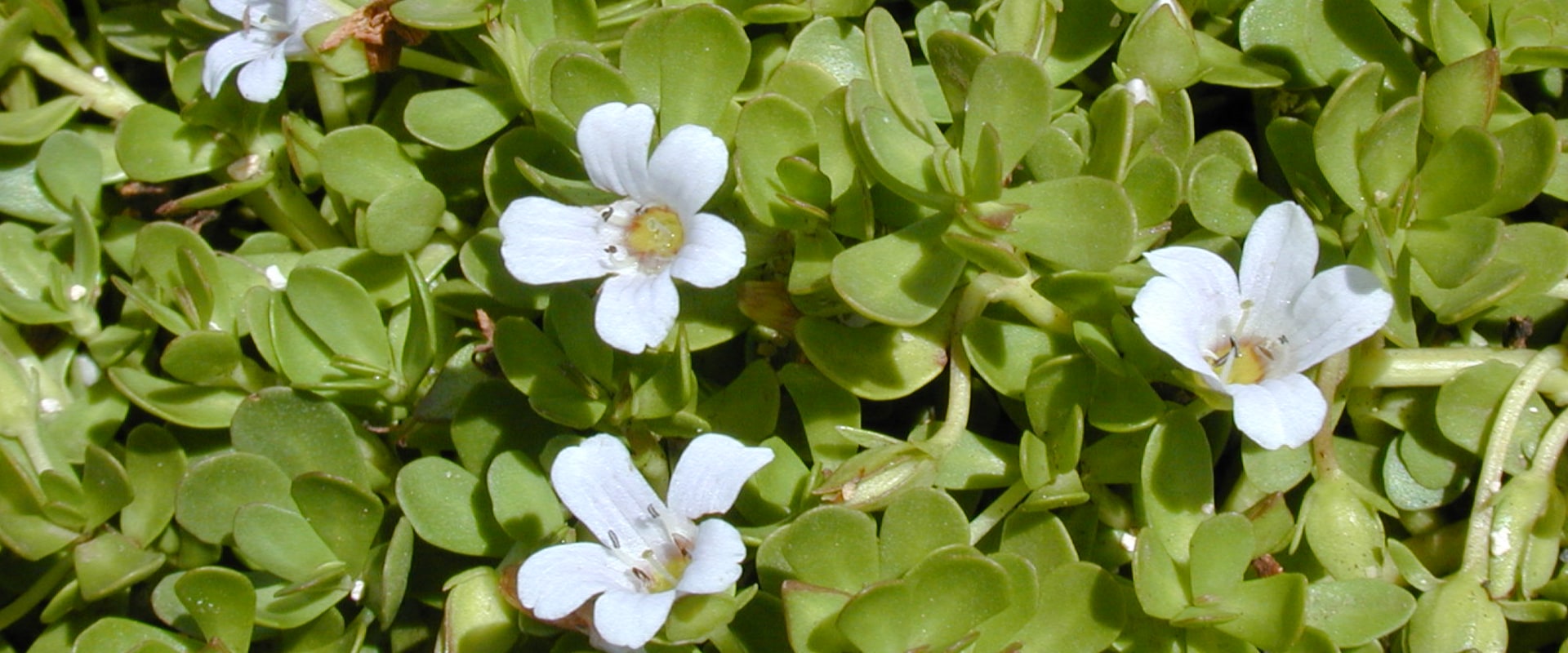 Unlocking the Power of Bacopa: Natural Benefits for Enhanced Brain Health
