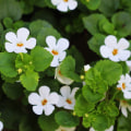 The Potential Interactions of Bacopa: What You Need to Know