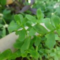Unlocking the Healing Power of Bacopa: A Comprehensive Look at its Cardiovascular Benefits