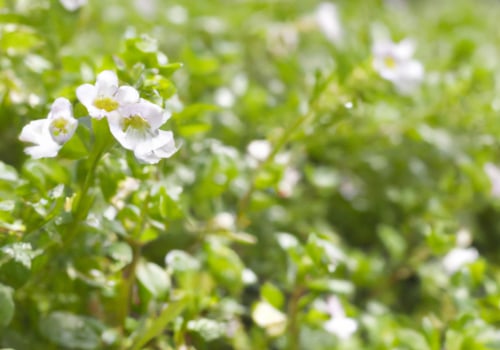 The Benefits and Risks of Taking Bacopa Monnieri Everyday