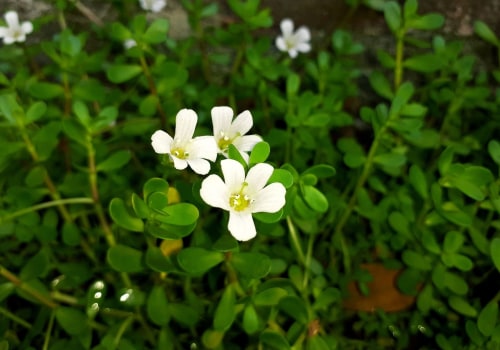 The Power of Bacopa: Unlocking Its Potential Benefits and Risks