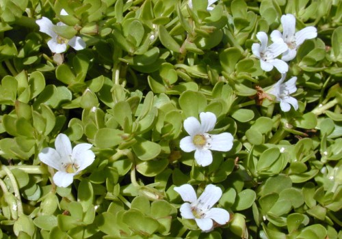 The Power of Bacopa: Boosting Dopamine and Memory