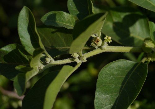 The Power of Brahmi and Ashwagandha: A Comprehensive Guide