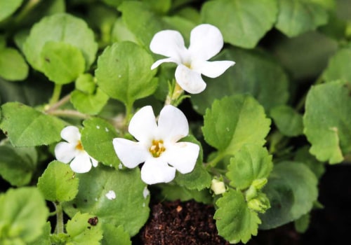 The Amazing Benefits of Bacopa Monnieri for Anxiety Relief