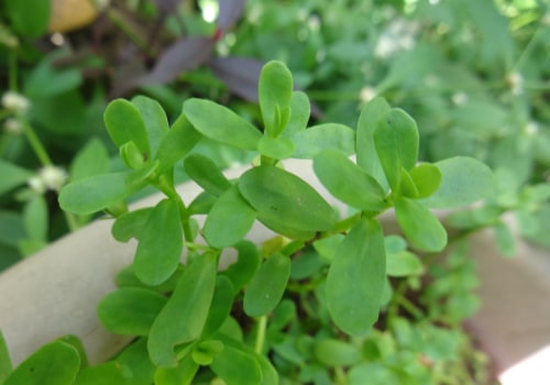 Unlocking the Healing Power of Bacopa: A Comprehensive Look at its Cardiovascular Benefits